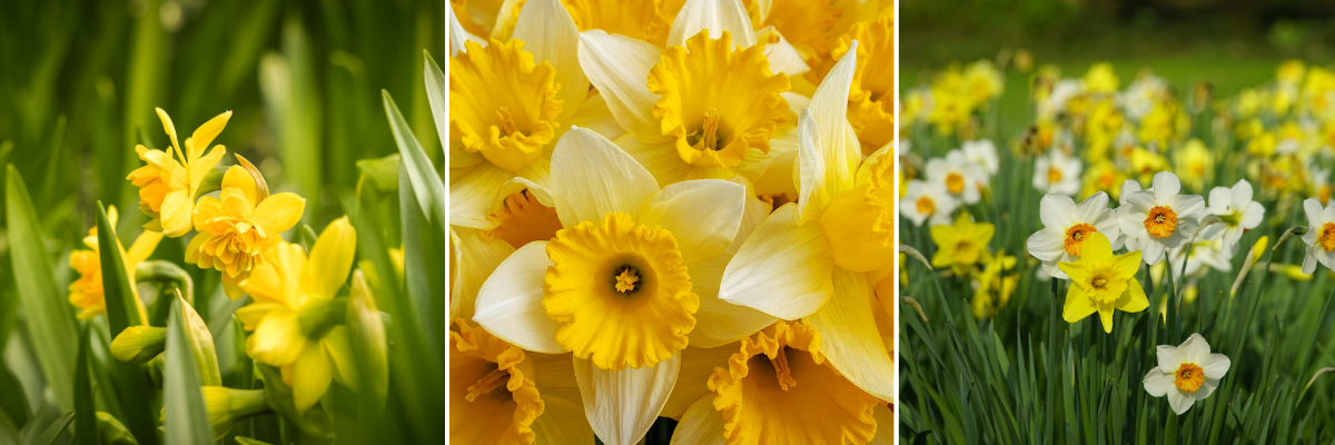 koláž pěstování narcisů v zahradě, detail květů